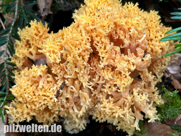 Gelbwerdende Koralle, Rosagelbliche Koralle, Ramaria flavescens