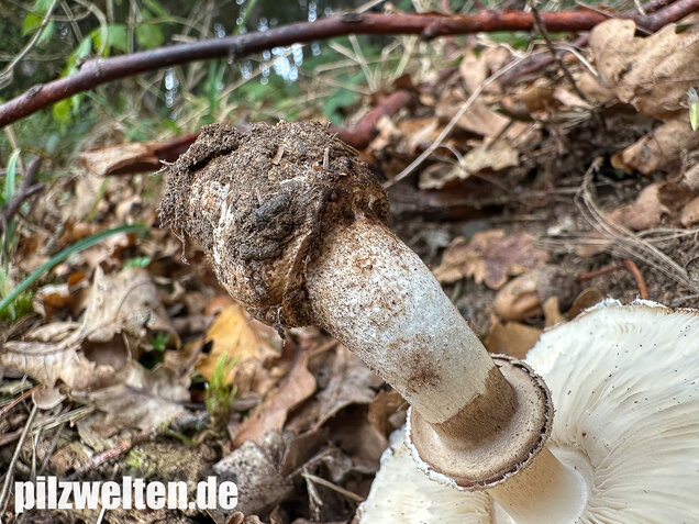 Gerandetknolliger Safranschirmling, Chlorophyllum brunneum