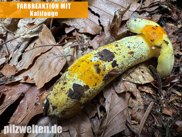 Goldzahn-Schneckling, Hygrophorus chrysodon
