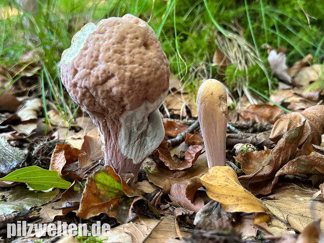 Herkuleskeule, Riesenkeule, Clavariadelphus pistillaris