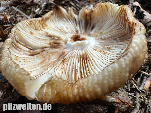 Morsetäubling, Marzipantäubling, Russula illota