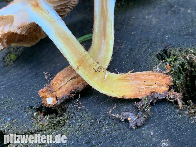 Nadelwaldschüppling, Pholiota spumosa