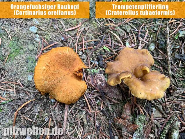 Orangefuchsiger Raukopf, Cortinarius orellanus
