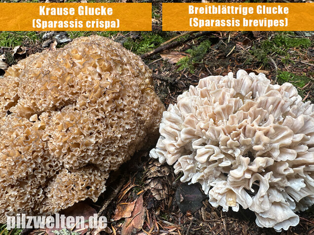 Breitblättrige Glucke, Sparassis brevipes