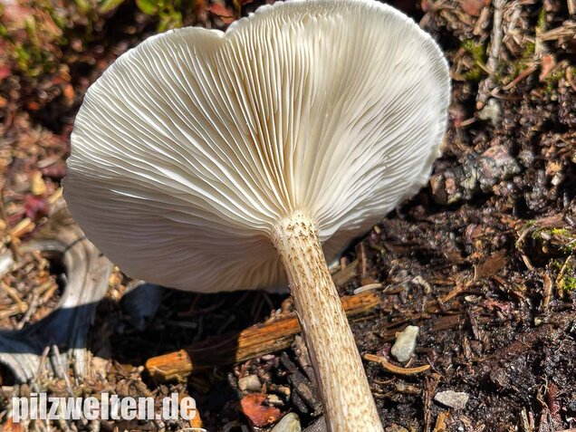 Raustielweichritterling, Melanoleuca verrucipes