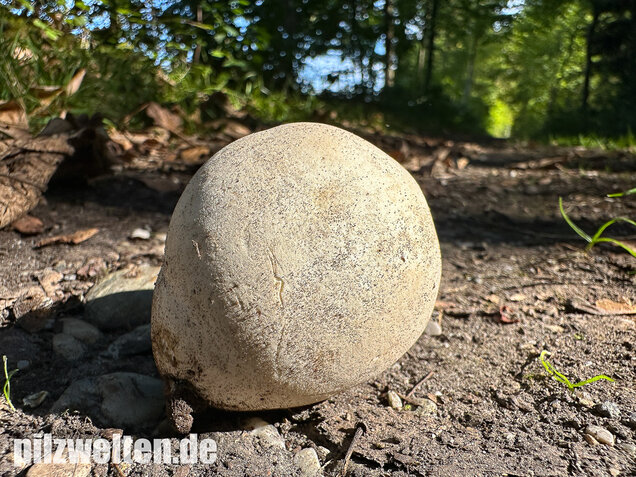 Riesenbovist, Calvatia gigantea