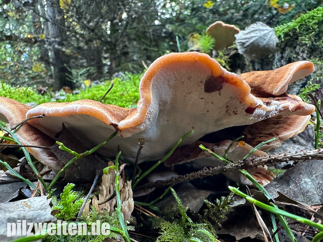 Schwarzgebänderter Harzporling, Nadelholzharzporling, Ischnoderma benzoinum