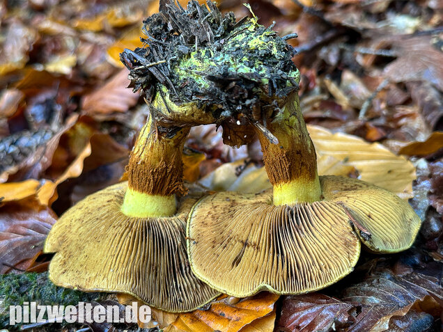 Schwarzgrüner Klumpfuß, Calonarius atrovirens