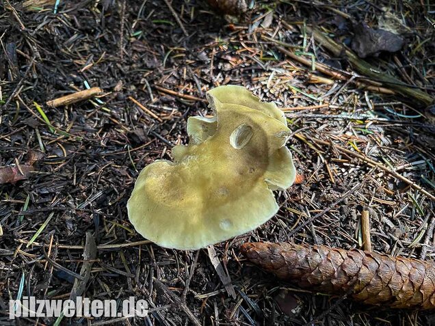 Seifenritterling, Tricholoma saponaceum