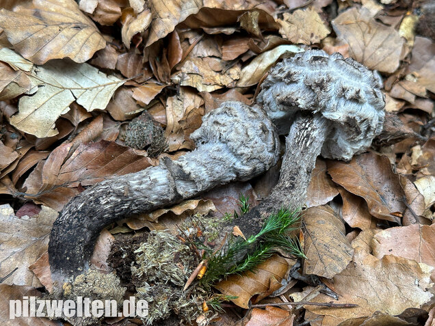 Strubbelkopfröhrling, Strobilomyces strobilaceus