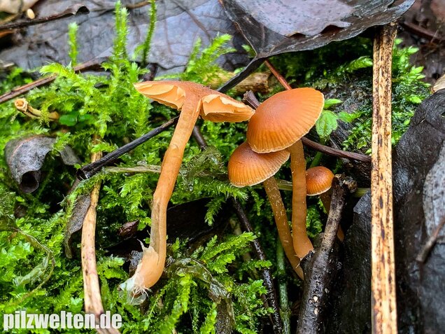 Gemeiner Trompetenschnitzling, Tubaria furfuracea