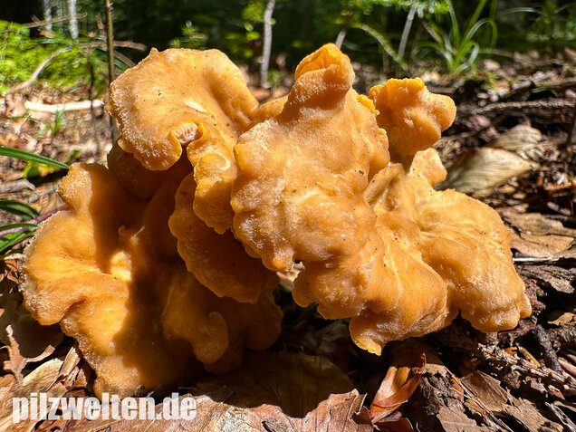 Gelbvioletter Pfifferling, Cantharellus ianthinoxanthus