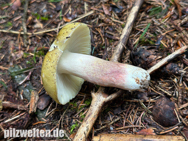 Violettstieliger Pfirsichtäubling, Russula violeipes
