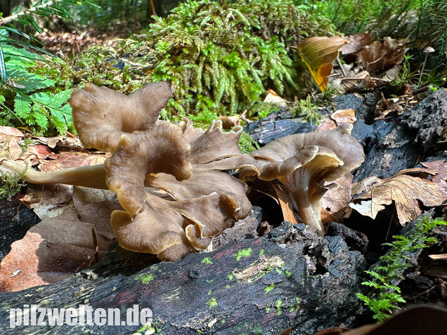 Krause Kraterelle, Krauser Leistling, Craterellus undulatus