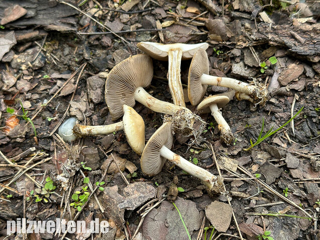 Voreilender Ackerling, Agrocybe praecox