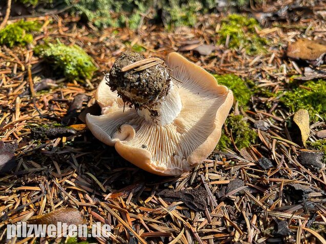 Würziger Tellerling, Clitopilus geminus