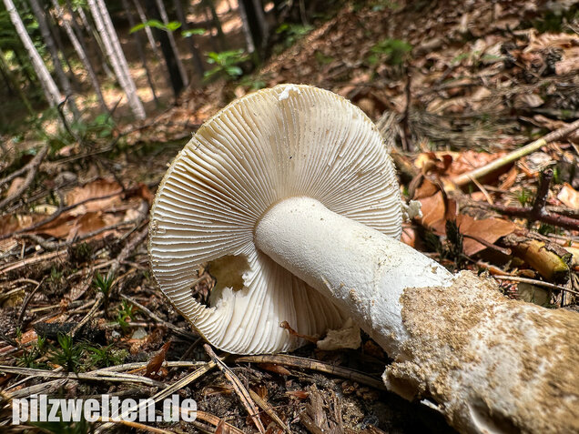 Narzissengelber Knollenblätterpilz, Amanita gemmata