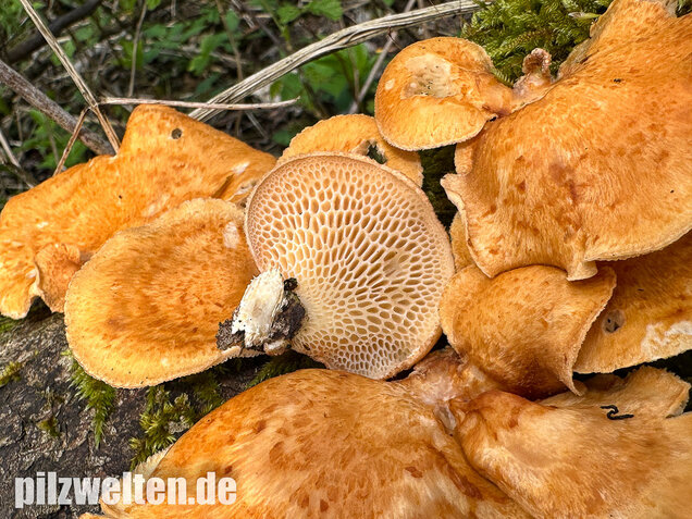 Bienenwabenporling, Waben-Stielporling, Neofavolus alveolaris