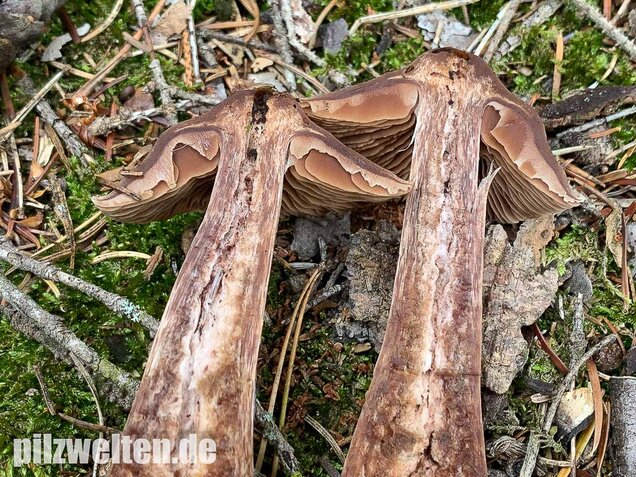 Dunkelbrauner Gürtelfuß, Cortinarius brunneus