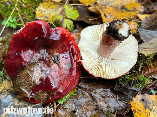 Dunkelroter Stachelbeertäubling, Russula fuscorubroides