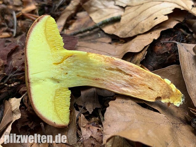 Ziegenlippe, Xerocomus subtomentosus