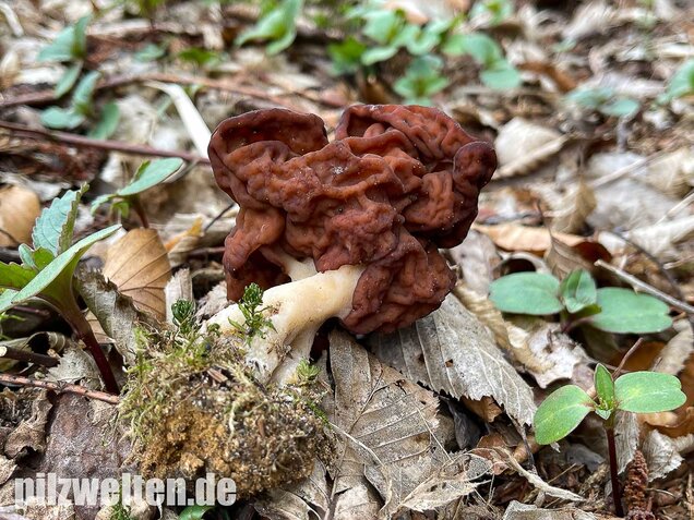 Frühjahrslorchel, Giftlorchel, Gyromitra esculenta