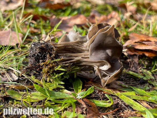 Gefurchte Lorchel, Helvella sulcata