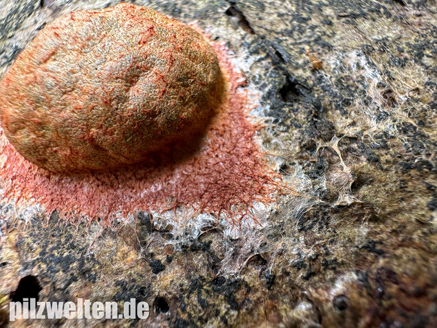 Gelboranger Schleimpilz, Rotoranger Schleimpilz, Fuligo leviderma