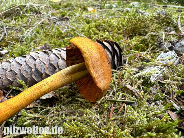 Orangerandiger Hautkopf, Cortinarius malicorius