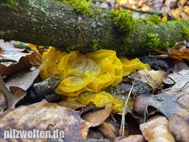 Goldgelber Zitterling, Yellow Brain Fungus, Tremella mesenterica
