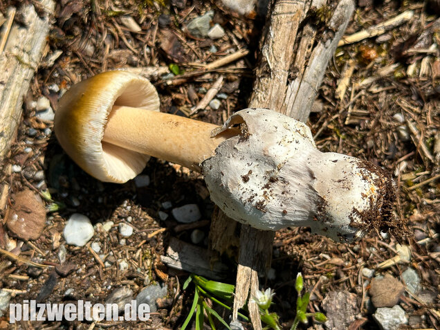 Grauhäutiger Scheidenstreifling, Amanita submembranacea