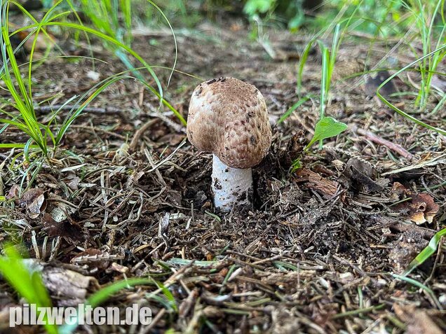Großer Waldchampignon, Agaricus langei