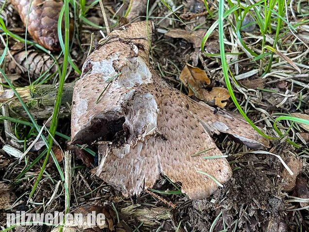 Großer Waldchampignon, Agaricus langei
