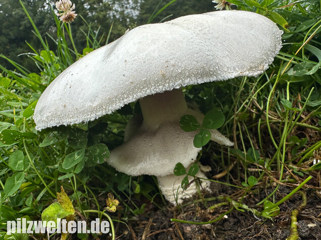 Großsporiger Riesenchampignon, Agaricus urinascens