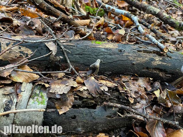 Grubenlorchel, Helvella lacunosa