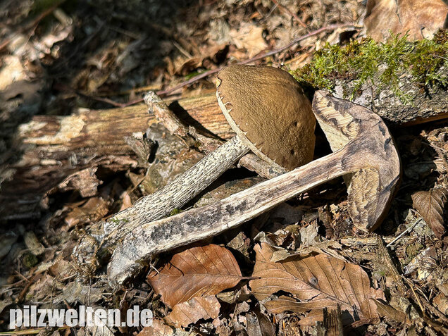 Hainbuchenraufuß, Leccinellum pseudoscabrum