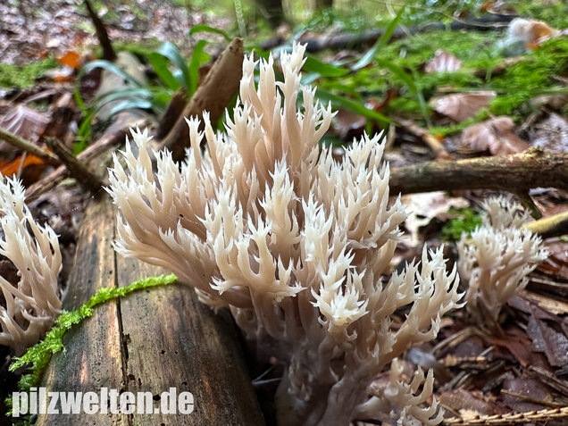 Kammkoralle, Kammförmiger Keulenpilz, Clavulina coralloides