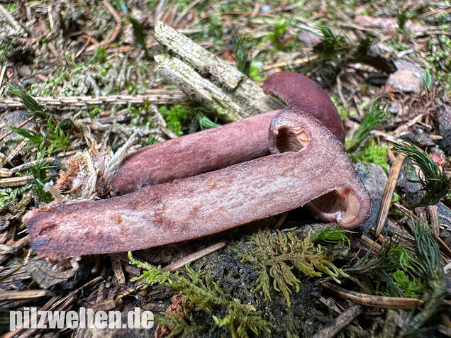 Kampfermilchling, Lactarius camphoratus