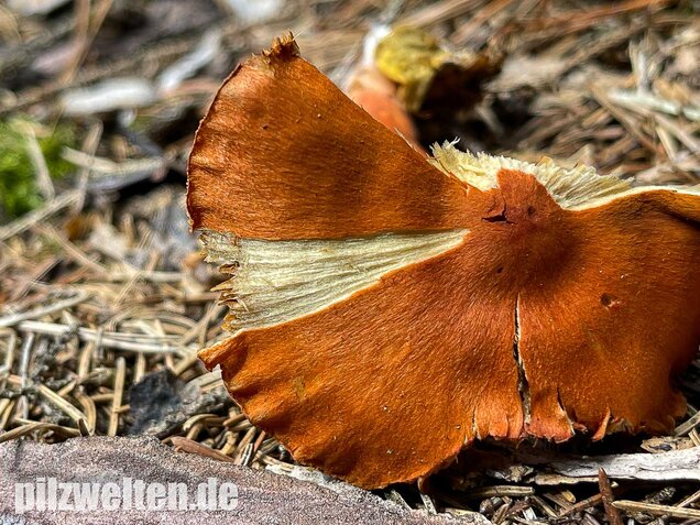 Kupferroter Hautkopf, Cortinarius uliginosus