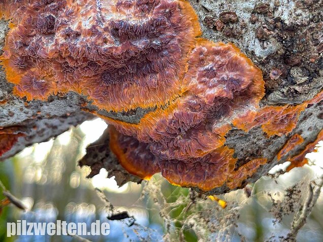 Orangeroter Kammpilz, Phlebia radiata