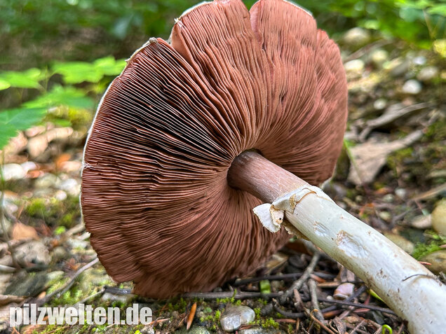 Perlhuhnchampignon, Perlhuhnegerling, Agaricus moelleri