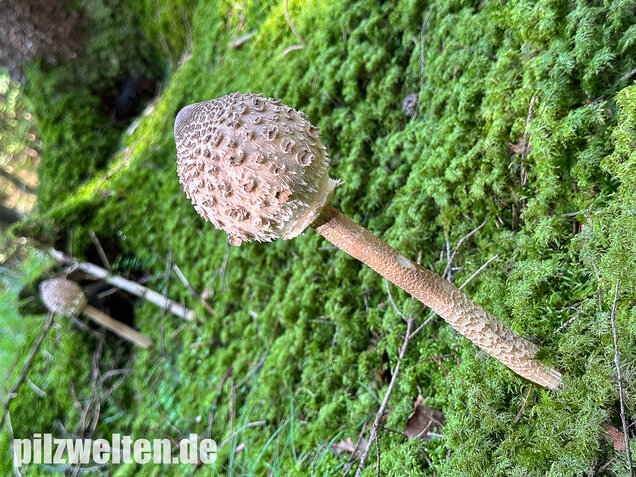 Riesenschirmling, Parasol, Macrolepiota procera
