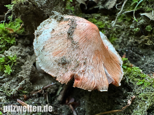 Rötender Risspilz, Schamroter Risspilz, Inocybe godeyi