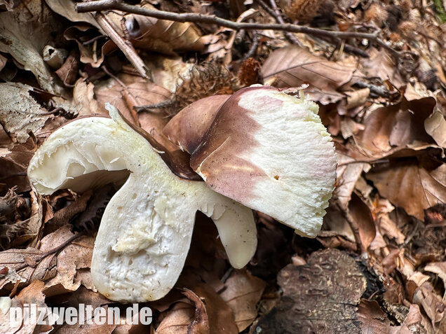 Weißstieliger Ledertäubling, Russula romellii