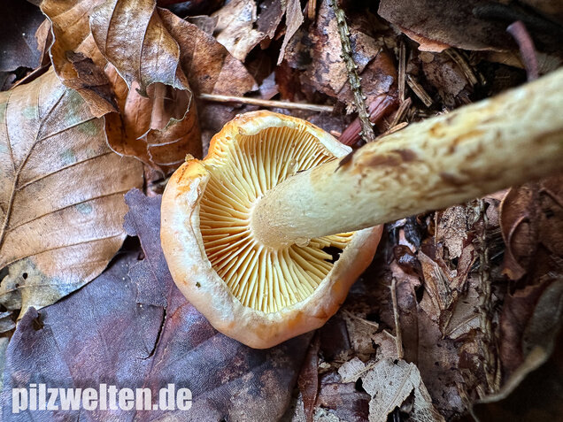 Safranroter Schüppling, Safranschüppling, Pyrrhulomyces astragalinus