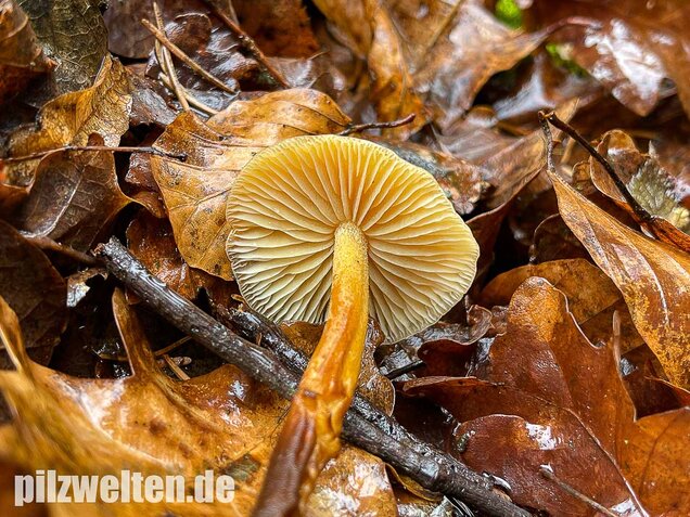 Samtfußrübling, Winterrübling, Flammulina velutipes