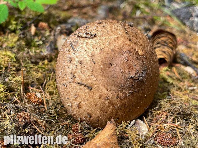 Kleiner Waldchampignon, Agaricus silvaticus