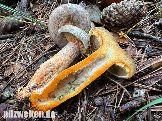 Wechselblauer Edelreizker, Lactarius quieticolor