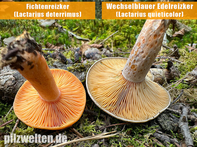 Wechselblauer Edelreizker, Lactarius quieticolor