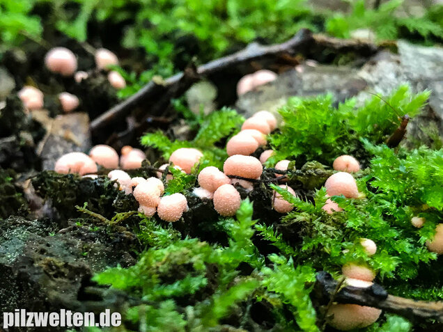 Blutmilchpilz, Lycogala epidendrum